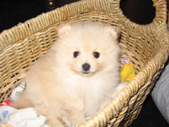 Garby Boy (Carly & Jason's Pom Pup)
